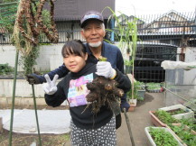 児童が里芋を収穫した様子