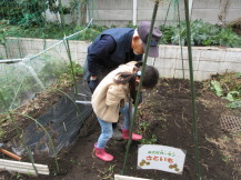 児童が里芋を収穫している様子