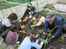 児童たちが春菊を植えている様子