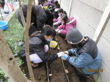 児童たちがじゃがいもの定植を行っている様子