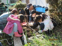 児童たちがじゃがいもを植えている様子