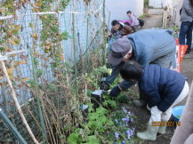 児童たちが菜花を収穫している様子