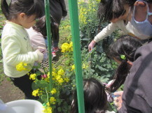 子どもたちが菜の花の収穫をしているところ