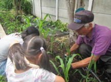 野菜の植栽