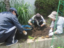 野菜の収穫