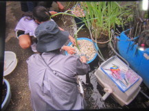 児童が落花生を洗っている様子