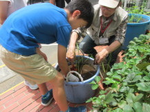 イネの苗植えをしている写真