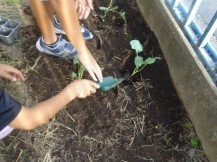 苗を植えている子どもの写真