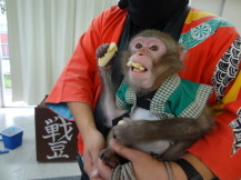 バナナを食べる猿の写真