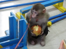 りんごを持つ猿の写真