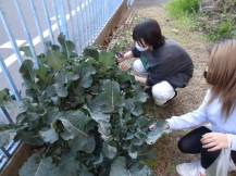 野菜を収穫している子どもの写真