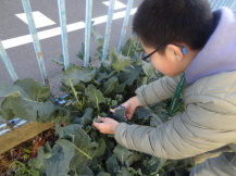 ブロッコリーを収穫する子どもの写真