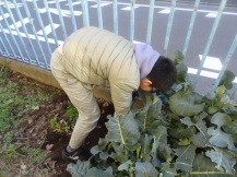 ブロッコリーを収穫する子どもの写真