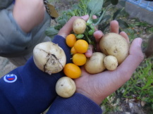 収穫した野菜の写真