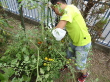 野菜の収穫をしている子どもの写真