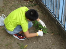 野菜を収穫している子どもの写真