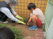 ゴーヤの苗をを植えている写真
