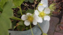 4月のいちごの花の様子