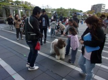 シェアドッグ運動会の競技に参加している3