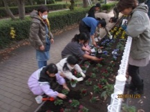 みんなでパンジーを植えている写真