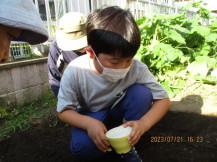 ニンジンの種まきをしている子どもの写真2