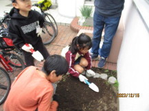 花壇にチューリップの球根を植えている子どもたちの写真1