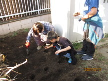ジャガイモを植えている写真2