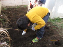 ジャガイモを植えている写真