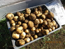 クラブ員が収穫したジャガイモの写真1