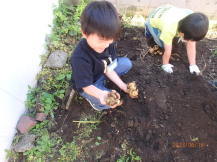 ジャガイモと掘っている子どもの写真1