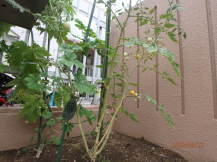 トマトの苗にゴーヤの葉が絡み、ゴーヤがなっている写真