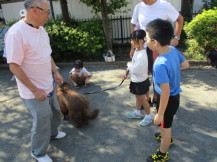 ペアの犬と散歩の練習をしている子どもたちの写真1