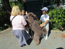 ペアの犬と散歩の練習をしている子どもたちの写真6