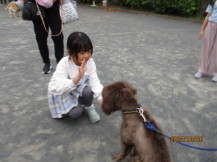 ペアの犬と芸の練習をしている子どもの写真1