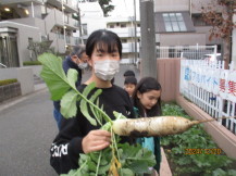 収穫したダイコンとクラブ員の写真