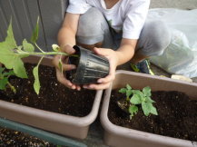 子どもがヒマワリの苗を植えている