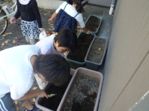 子どもが花を植えているところ