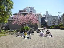 大勢の子どもたちが、桜の下でお弁当を食べている