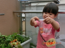 玄関前のプランターのミニトマトを収穫する幼児親子の写真