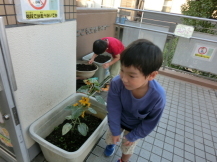 プランタに植物の種を植える子どもたちの写真