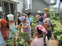 野菜収穫している様子