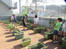 屋上菜園の様子の写真