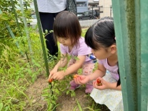 トマトを収穫する子どもたちの写真