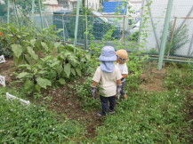 野菜を収穫する幼児さん