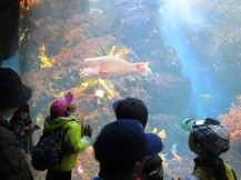 新江ノ島水族館に行ってみようの写真