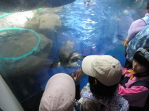 新江ノ島水族館に行ってみようの写真