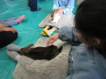 移動動物園の写真