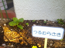 花壇に植えた「つるむらさき」の苗の写真