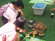 子どもたちがケヅメリクガメのエサやりをしている様子の写真