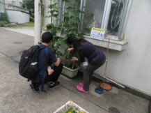 野菜を収穫している写真